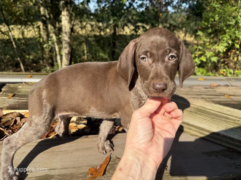 AKC Jersey  – German Shorthaired Pointer puppy for sale in Demopolis, AL