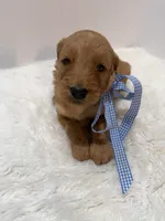 Max F1, a male Goldendoodle for sale in Demopolis, AL – 3 of 6