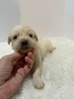 F1b Mini Goldendoodle , a male Miniature Goldendoodle for sale in Demopolis, AL – 2 of 5