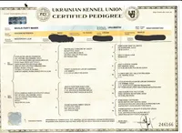 Zeus , a male English Cream Golden Retriever for sale in Demopolis, AL – Photo 3 of 4