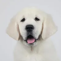 Zeus , a male English Cream Golden Retriever for sale in Demopolis, AL – Photo 1 of 4