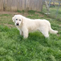 Zeus , a male English Cream Golden Retriever for sale in Demopolis, AL – Photo 2 of 4
