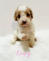 Kinsey, a female Miniature Goldendoodle for sale in Demopolis, AL – Photo 3 of 4