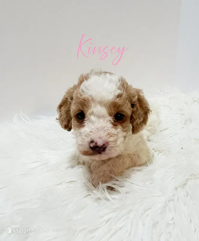 Kinsey, a female Miniature Goldendoodle for sale in Demopolis, AL – Photo 1 of 4