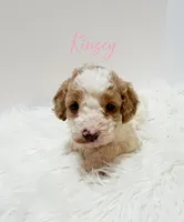 Kinsey, a female Miniature Goldendoodle for sale in Demopolis, AL – Photo 1 of 4