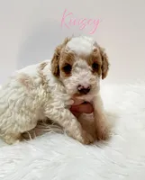 Kinsey, a female Miniature Goldendoodle for sale in Demopolis, AL – Photo 2 of 4