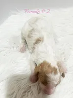 Mini, a female Miniature Goldendoodle for sale in Demopolis, AL – Photo 2 of 2