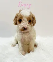 Kinsey, a female Miniature Goldendoodle for sale in Demopolis, AL – Photo 4 of 4