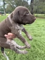 AKC Mae, a female German Shorthaired Pointer for sale in Demopolis, AL – 3 of 6