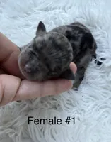 Mini Goldendoodle , a female Miniature Goldendoodle for sale in Demopolis, AL – 2 of 3