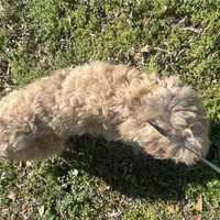 Luna F1b, a female Goldendoodle for sale in Demopolis, AL – Photo 2 of 2