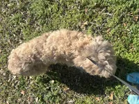 Luna F1b, a female Goldendoodle for sale in Demopolis, AL – Photo 2 of 2