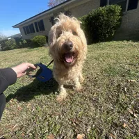 Luna F1b, a female Goldendoodle for sale in Demopolis, AL – Photo 1 of 2