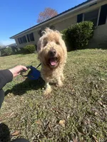 Luna F1b, a female Goldendoodle for sale in Demopolis, AL – Photo 1 of 2