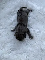 Mini Goldendoodle , a male Miniature Goldendoodle for sale in Demopolis, AL – 4 of 4