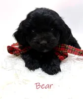 Bear, a male Miniature Goldendoodle for sale in Demopolis, AL – 2 of 10