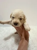 F1b Mini Goldendoodle , a male Miniature Goldendoodle for sale in Demopolis, AL – 4 of 5