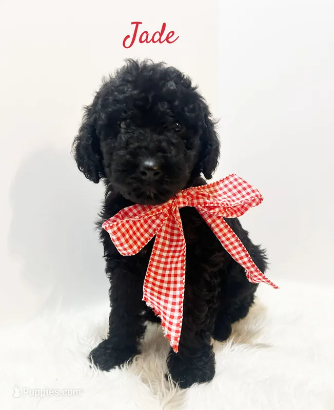 Jade – Goldendoodle puppy for sale in Demopolis, AL