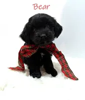 Bear, a male Miniature Goldendoodle for sale in Demopolis, AL – 10 of 10