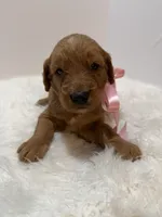 Stella F1, a female Goldendoodle for sale in Demopolis, AL – 4 of 6