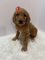 F1 Hallie , a female Goldendoodle for sale in Demopolis, AL – 4 of 9