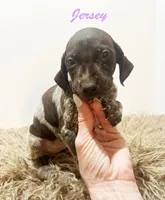 Jersey AKC, a female German Shorthaired Pointer for sale in Demopolis, AL – Photo 4 of 4