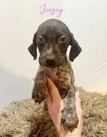 Jersey AKC, a female German Shorthaired Pointer for sale in Demopolis, AL – Photo 3 of 4