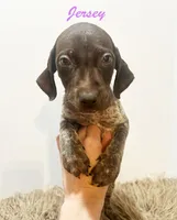 Jersey AKC, a female German Shorthaired Pointer for sale in Demopolis, AL – Photo 1 of 4