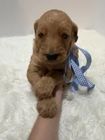 Max F1, a male Goldendoodle for sale in Demopolis, AL – 4 of 6