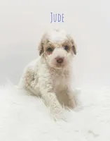 Jude, a male Miniature Goldendoodle for sale in Demopolis, AL – Photo 5 of 5