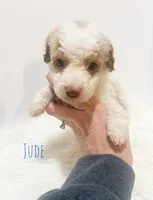 Jude, a male Miniature Goldendoodle for sale in Demopolis, AL – Photo 3 of 5
