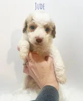 Jude, a male Miniature Goldendoodle for sale in Demopolis, AL – Photo 4 of 5