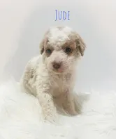 Jude, a male Miniature Goldendoodle for sale in Demopolis, AL – Photo 2 of 5