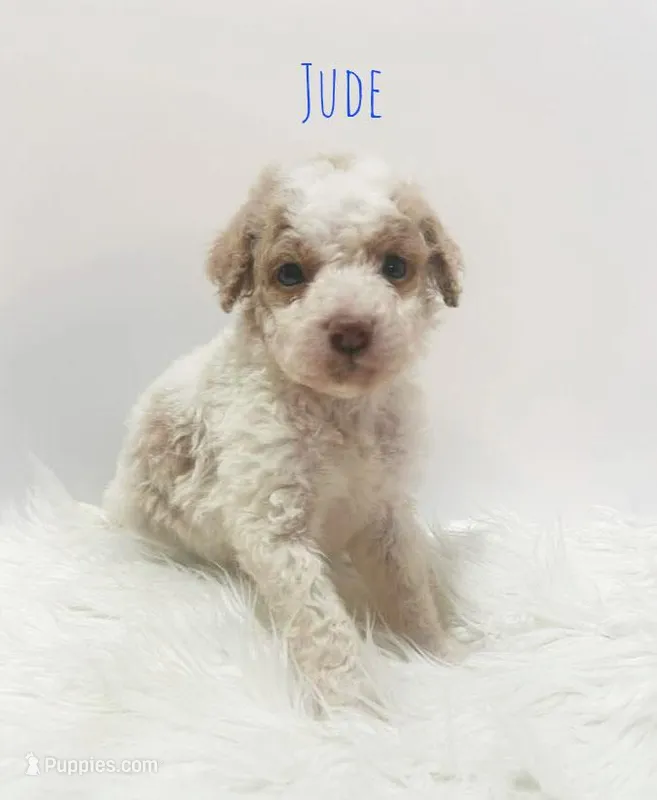 Jude – Miniature Goldendoodle puppy for sale in Demopolis, AL