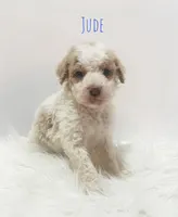 Jude, a male Miniature Goldendoodle for sale in Demopolis, AL – Photo 1 of 5