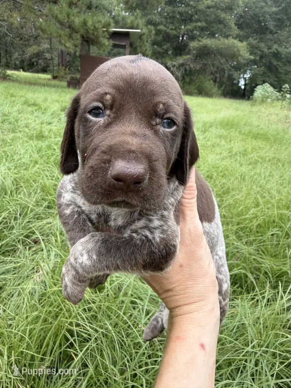 AKC Hallie – German Shorthaired Pointer puppy for sale in Demopolis, AL