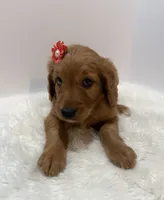 F1 Hallie , a female Goldendoodle for sale in Demopolis, AL – 7 of 9
