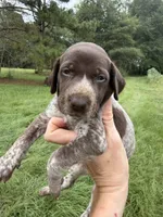 AKC Laremy, a female German Shorthaired Pointer for sale in Demopolis, AL – 5 of 5