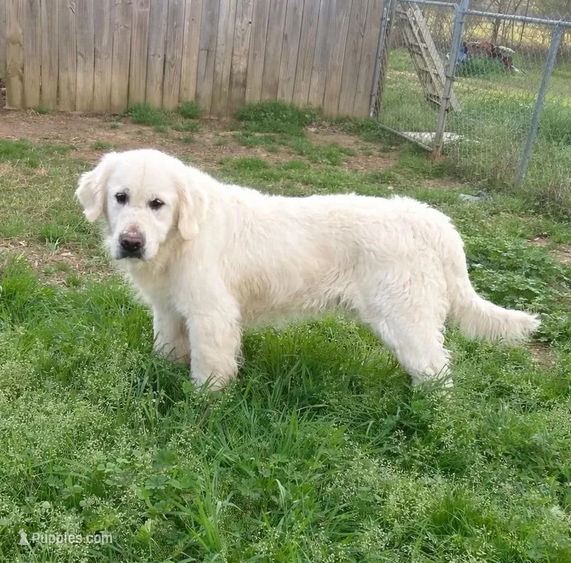 Zeus – English Cream Golden Retriever puppy for sale in Demopolis, AL
