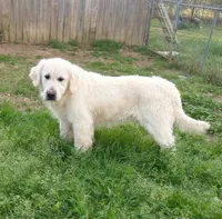 Zeus, a male English Cream Golden Retriever for sale in Demopolis, AL – 1 of 1
