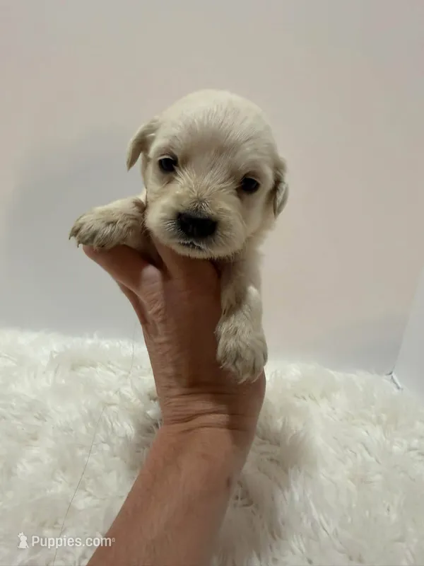 Mini Goldendoodle  – Miniature Goldendoodle puppy for sale in Demopolis, AL