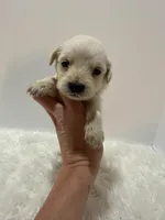 Mini Goldendoodle , a male Miniature Goldendoodle for sale in Demopolis, AL – 1 of 3