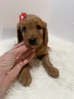 F1 Hallie , a female Goldendoodle for sale in Demopolis, AL – 6 of 9