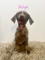 Raleigh AKC, a female German Shorthaired Pointer for sale in Demopolis, AL – Photo 2 of 3