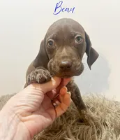 Beau AKC, a male German Shorthaired Pointer for sale in Demopolis, AL – Photo 5 of 6