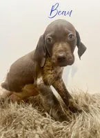 Beau AKC, a male German Shorthaired Pointer for sale in Demopolis, AL – Photo 2 of 6