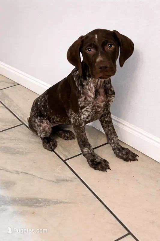 Raleigh AKC – German Shorthaired Pointer puppy for sale in Demopolis, AL