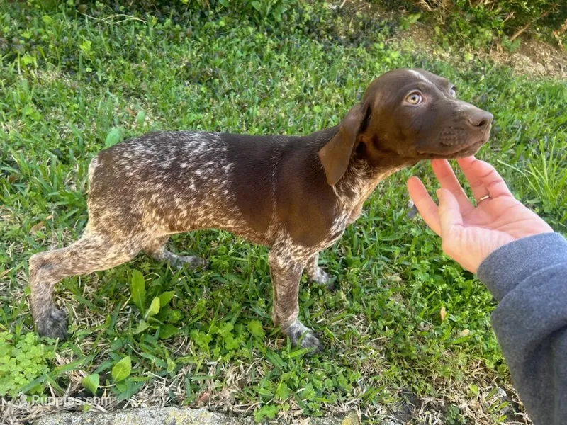 Raleigh AKC – German Shorthaired Pointer puppy for sale in Demopolis, AL