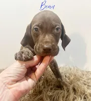 Beau AKC, a male German Shorthaired Pointer for sale in Demopolis, AL – Photo 6 of 6