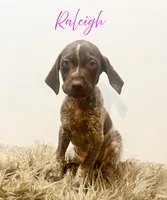 Raleigh AKC, a female German Shorthaired Pointer for sale in Demopolis, AL – Photo 3 of 3
